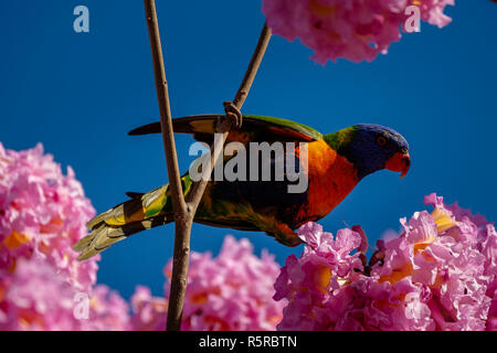 Rainbow Lorikeet dans un arbre à trompettes roses Banque D'Images