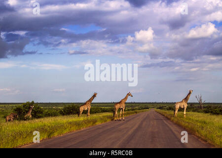 Troupeau de girafes et zèbres sauvages qui traversent la route dans le parc Kruger, Afrique du Sud Banque D'Images