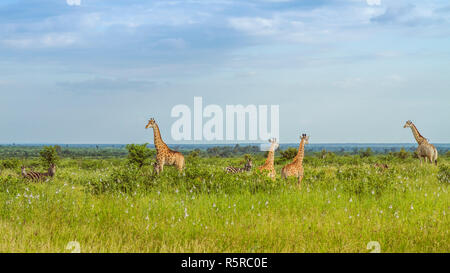 Troupeau de girafes et zèbres sauvages qui traversent la route dans le parc Kruger, Afrique du Sud Banque D'Images