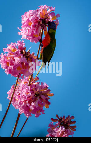 Rainbow Lorikeet dans un arbre à trompettes roses Banque D'Images