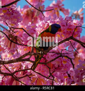 Rainbow Lorikeet dans un arbre à trompettes roses Banque D'Images