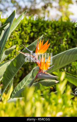 Strelitzia ou oiseau de paradis fleur en portugal Banque D'Images