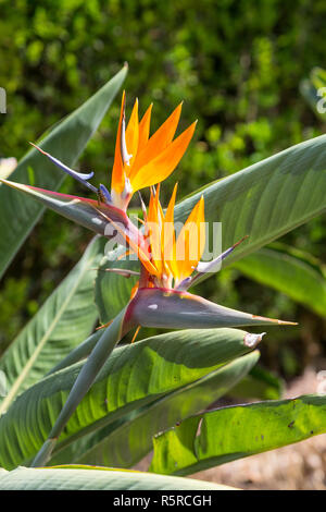 Strelitzia ou oiseau de paradis fleur en portugal Banque D'Images