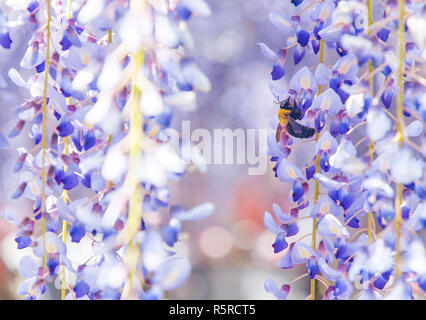 Close-up shot de bee and flower wisteria Banque D'Images