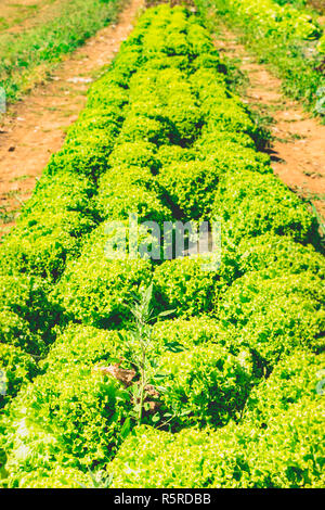 Alignement de venu des salades dans un champ bio Banque D'Images