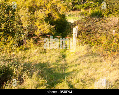 Coucher du soleil lumière sur une herbe pays chemin de terre avec rusty scène ancienne porte de ferme à distance Banque D'Images