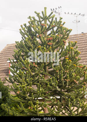 Monkey des branches d'arbre avec des feuilles à l'extérieur de maison dans jardin Banque D'Images