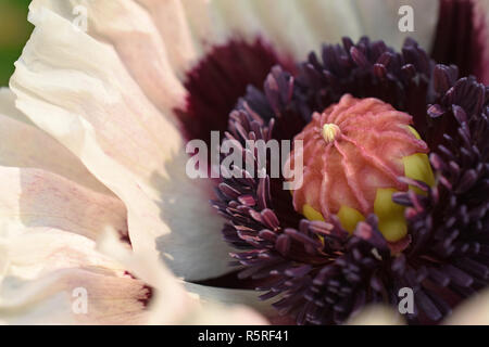 Perrys pavot oriental blanc, macro Banque D'Images