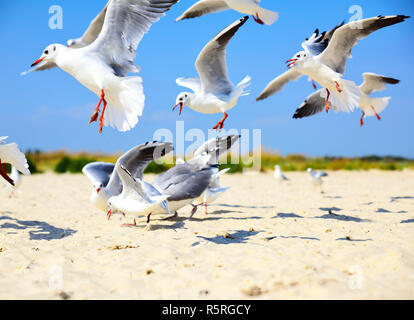 Troupeau de mouettes volant au-dessus d'une plage de sable Banque D'Images