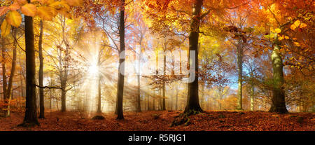 Le soleil brille à travers le brouillard dans une forêt en automne Banque D'Images