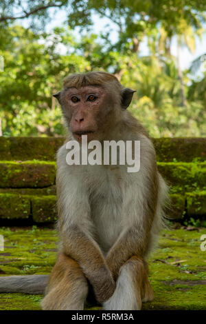 Toque singe macaque, Macaca sinica à Pollonaruwa, Sri Lanka Banque D'Images