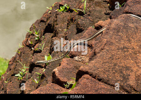 Arbre commun Bronzeback Dendrelaphis tristis, Serpent à Sigiriya, Sri Lanka Banque D'Images