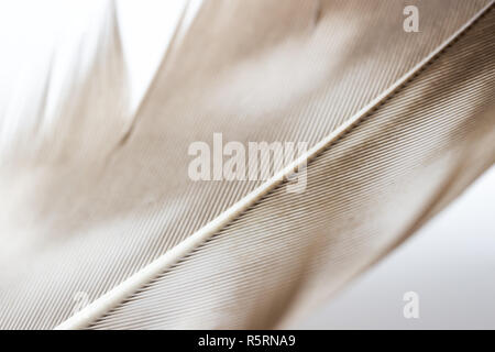 Buse variable Buteo buteo feather détails macro, rachis et Barb Banque D'Images