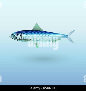 Sardine Sardine illustration poissons Illustration de Vecteur