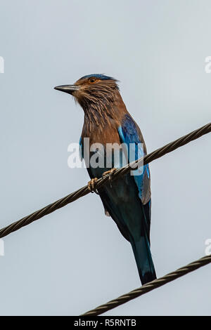 Coracias benghalensis Indian Rouleau, à Anuradhapura, Sri Lanka Banque D'Images