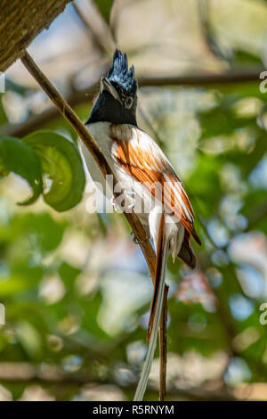 Indian Paradise Flycatcher, Terpsphone paradisi à Anuradhapura, Sri Lanka Banque D'Images