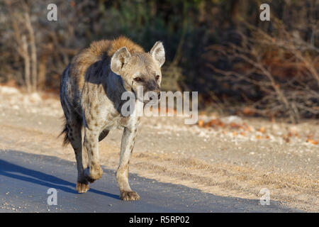 L'hyène tachetée ou rire hyène (Crocuta crocuta), adulte de sexe féminin exécutant le long d'une route goudronnée, dans la lumière du matin, Kruger National Park, Afrique du Sud, Banque D'Images