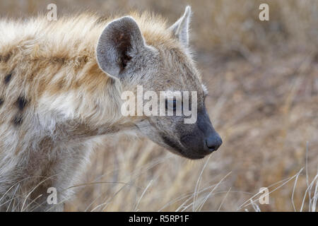 L'hyène tachetée ou rire hyène (Crocuta crocuta) cub, close-up, Kruger National Park, Afrique du Sud, l'Afrique Banque D'Images