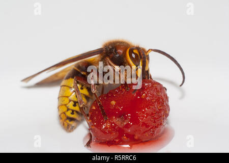 Grand vespa mandarinia hornet eating strawberry sur fond blanc Banque D'Images