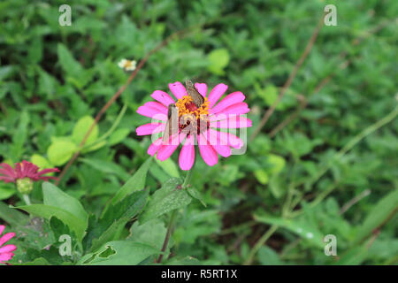Une paire de papillons la collecte de nectar sur une fleur rose fleur Zinnia sauvage Banque D'Images