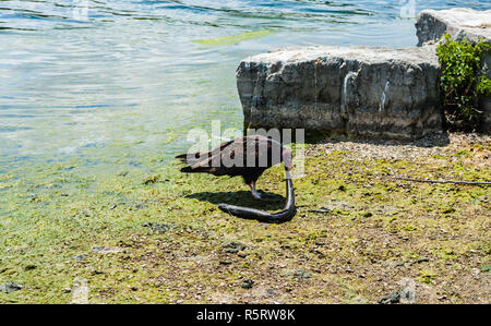 Urubu à manger de l'anguille morte par l'eau et les roches. Banque D'Images