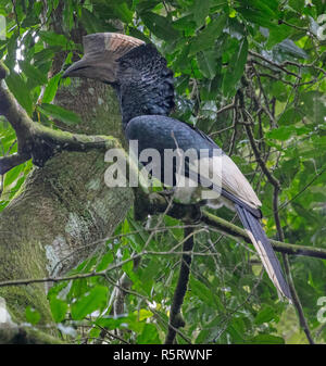 Le noir-et-blanc-casqued hornbill (Bycanistes subcylindricus), également connu sous le nom de calao à joues grises, Kibale Forest National, de l'Ouganda Banque D'Images