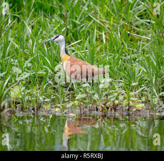 L'African jacana (Actophilornis africanus) dans les marais de Mabamba, Lac Victoria, Ouganda Banque D'Images