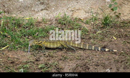 Le Varan du Nil (Varanus niloticus), au canal de Kazinga. Le Parc national Queen Elizabeth, en Ouganda, en Afrique de l'Est Banque D'Images