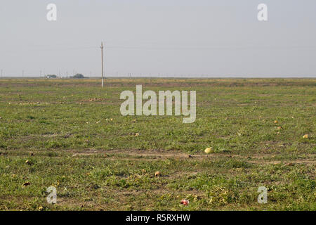 Un champ abandonné de pastèques et de melons. Les pastèques pourris. Reste de la récolte des melons. Les légumes en décomposition sur le terrain. Banque D'Images