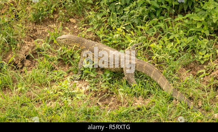 Le Varan du Nil (Varanus niloticus), au canal de Kazinga. Le Parc national Queen Elizabeth, en Ouganda, en Afrique de l'Est Banque D'Images