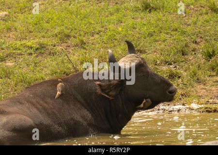 L'Afrique ou buffle (Syncerus caffer) avec du jaune-billed oxpecker (Buphagus africanus), canal de Kazinga. Le Parc national Queen Elizabeth, en Ouganda Banque D'Images