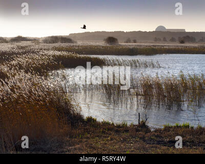 RSPB Minsmere UK Suffolk et le busard lointain avec la centrale de Sizewell Banque D'Images