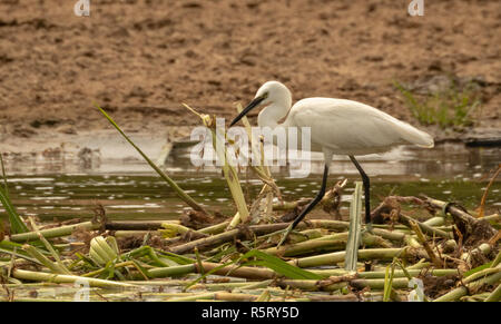 L'aigrette garzette (Egretta garzetta), une espèce de petit héron dans la famille des Ardeidae, Parc national Queen Elizabeth, en Ouganda, en Afrique de l'Est Banque D'Images