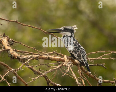 Le pied kingfisher (Ceryle rudis), canal de Kazinga, Parc national Queen Elizabeth, en Ouganda, en Afrique de l'Est Banque D'Images