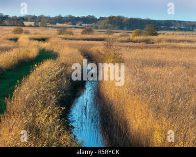 Grande roselière à RSPB Minsmere UK Suffolk Banque D'Images