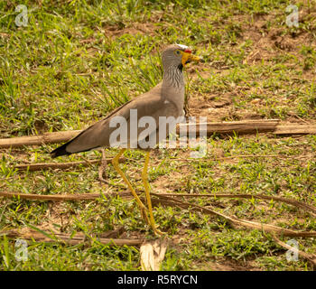 Réorganisation de l'Afrique sociable (Vanellus senegallus), également connu sous le nom de Sénégal réorganisation de siffleur ou réorganisation de sociable, Canal Kazinga. National de la reine Elizabeth Banque D'Images