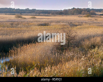 Grande roselière à RSPB Minsmere UK Suffolk Banque D'Images