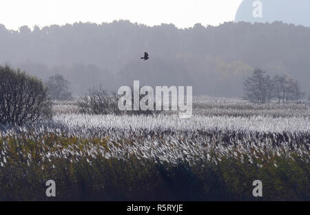 RSPB Minsmere UK Suffolk et le busard lointain avec la centrale de Sizewell Banque D'Images