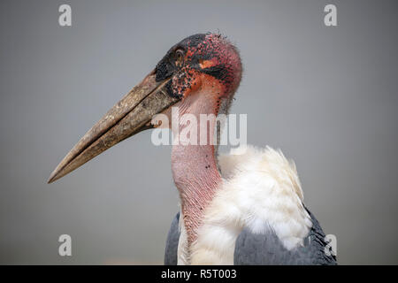 Détail de la tête de Flamant rose (Phoenicopterus ruber crumenifer Marabout Africain, au canal de Kazinga, Parc national Queen Elizabeth, en Ouganda, en Afrique de l'Est Banque D'Images