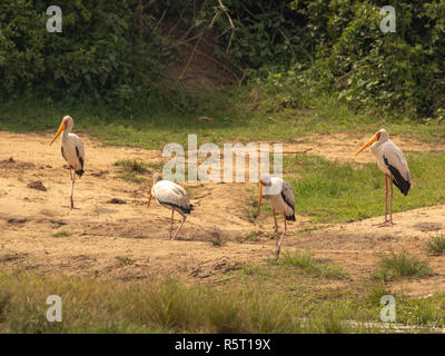 Quatre cigognes à bec jaune (Mycteria ibis), parfois appelé la cigogne en bois ou bois ibis, au canal de Kazinga, Parc national Queen Elizabeth, en Ouganda Banque D'Images