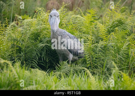 Shoebill ou Whalehead (Balaeniceps rex) dans les marais de Mabamba, Lac Victoria, Ouganda Banque D'Images