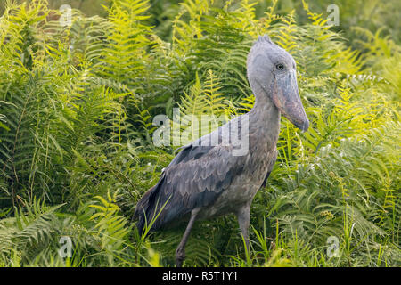 Shoebill ou Whalehead (Balaeniceps rex) dans les marais de Mabamba, Lac Victoria, Ouganda Banque D'Images