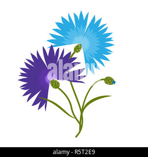 Fleur de lys bleu isolé sur fond blanc. Cartoon vector illustration centaurea cyanus Banque D'Images