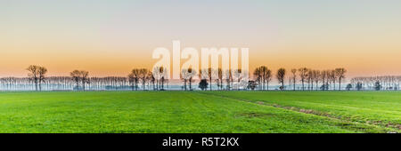 Coucher de soleil avec des rangées d'arbres en zone rurale l'agriculture néerlandaise Banque D'Images