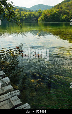 Canards sur les lacs de Plitvice en Croatie Banque D'Images