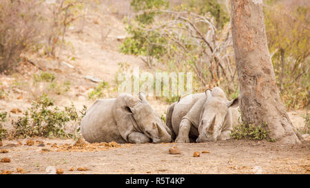 Deux rhinocéros blancs ont une sieste sous un arbre dans une savane sèche, Kruger, Afrique du Sud Banque D'Images