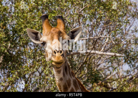 Portrait d'une girafe sauvage des grimaces dans Kruger Park, Afrique du Sud Banque D'Images