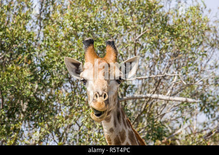 Portrait d'une girafe sauvage des grimaces dans Kruger Park, Afrique du Sud Banque D'Images