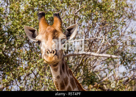 Portrait d'une girafe sauvage des grimaces dans Kruger Park, Afrique du Sud Banque D'Images