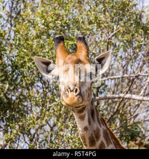 Portrait d'une girafe sauvage des grimaces dans Kruger Park, Afrique du Sud Banque D'Images